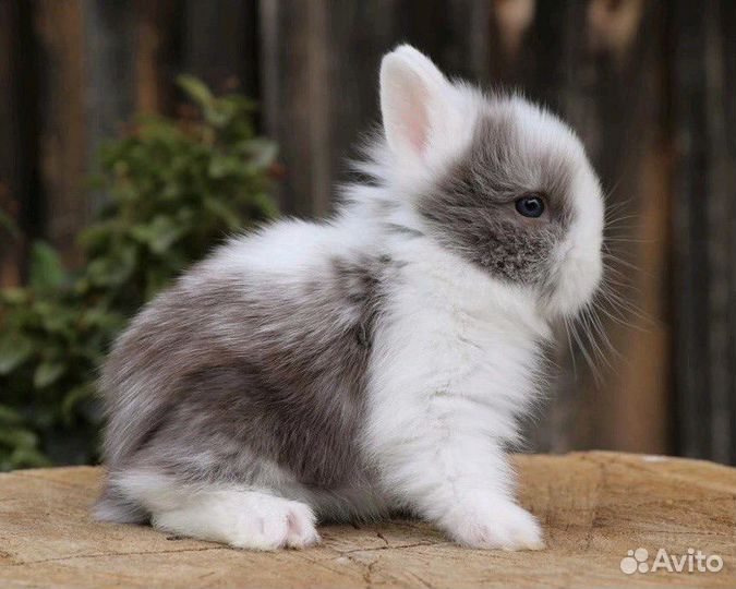 Кролики из Питомника. Привитые. Срочная Доставка