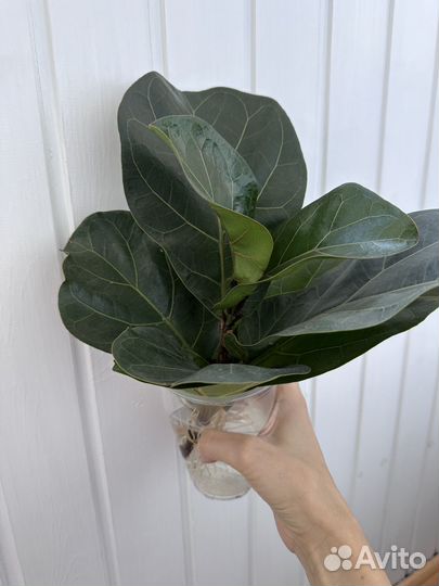 Фикус лирата бамбино