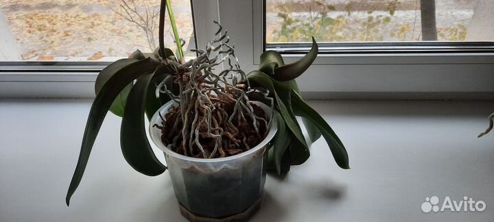 Орхидея фаленопсис