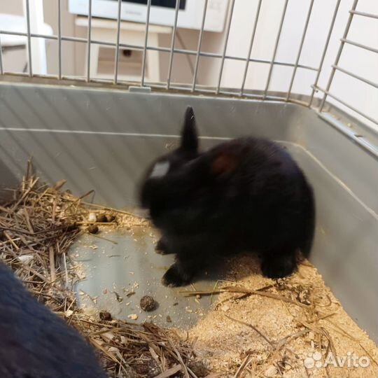 Декоративные кролики