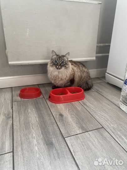 Кошки в добрые руки бесплатно