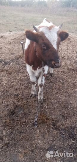 Быки телята