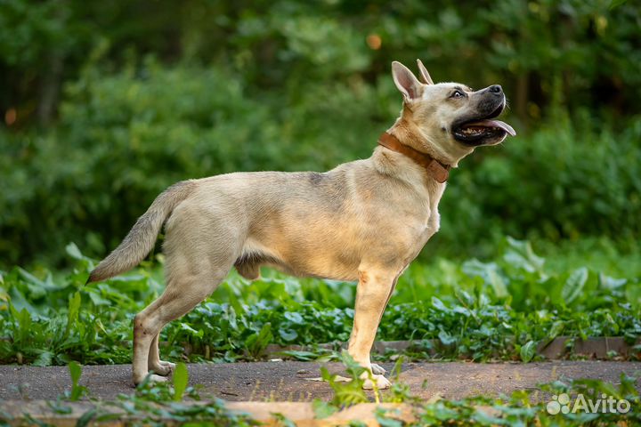 Собака ищет дом