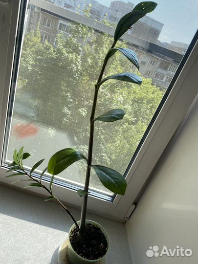 Замиокулькас