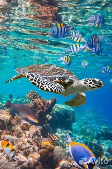 Путёвка на Мальдивы