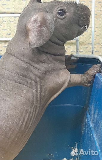 Морская свинка скинни