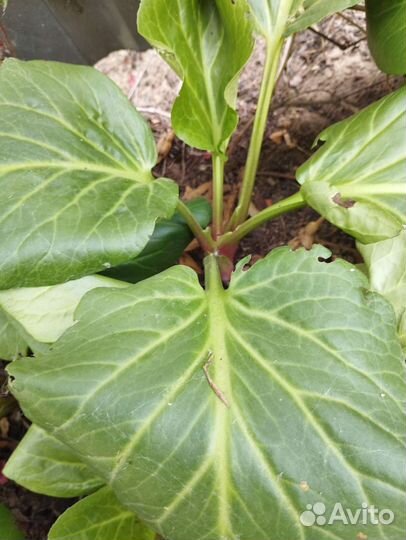 Бадан толстолистный