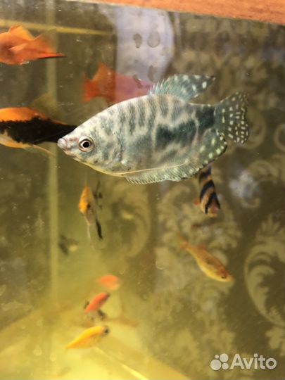 Аквариум и рыбки