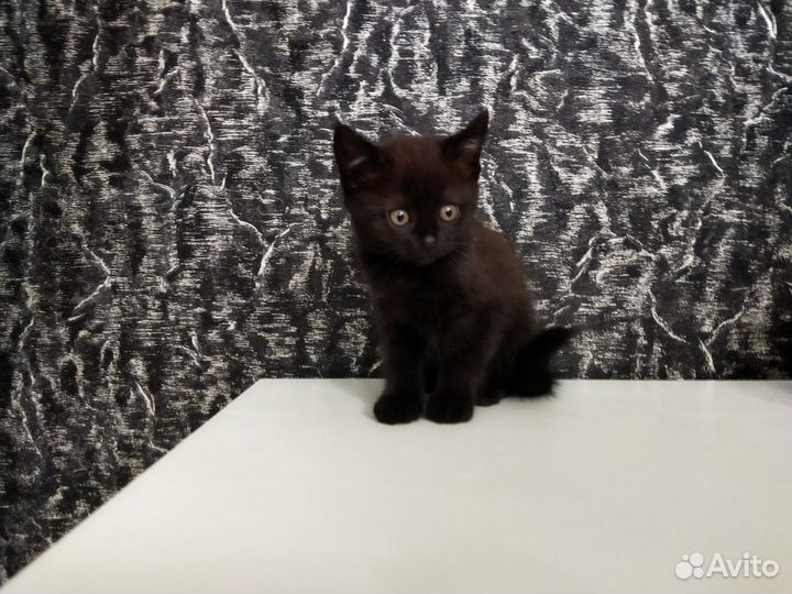 Отдам котёнка в добрые руки