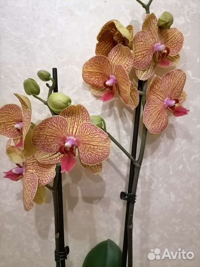 Орхидея фаленопсис Цветущая Колейдоскоп