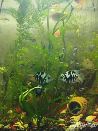 Рыбка сапфировый попугай