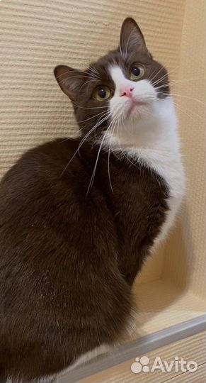 Котята породы манчкин