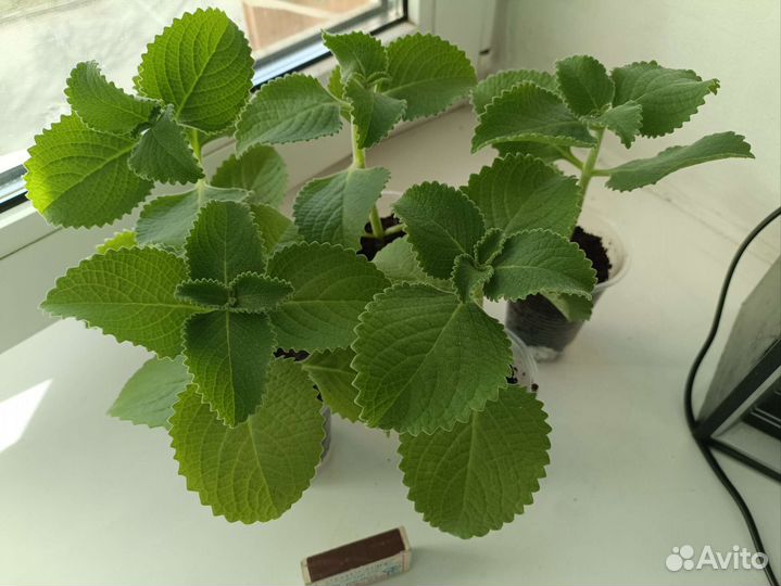 Мята комнатная (плектрантус)