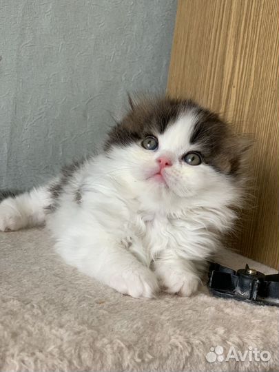 Шотландские вислоухие котята