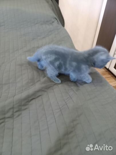 Британские котята