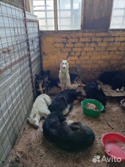 Собаки, приговоренные к смерти
