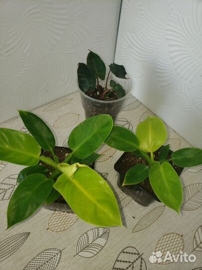 Филодендрон