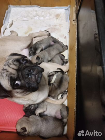 Щенки мопса