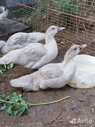 Мускусные утки лаванда