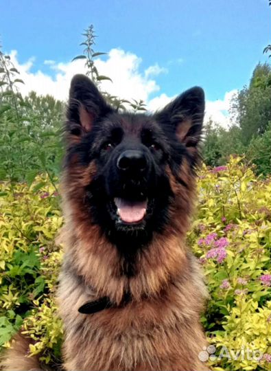 Щенок немецкой овчарки длинношерстный