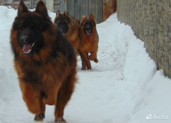 Щенок длинношёрст. дев.-подросток Немецкой овчарки