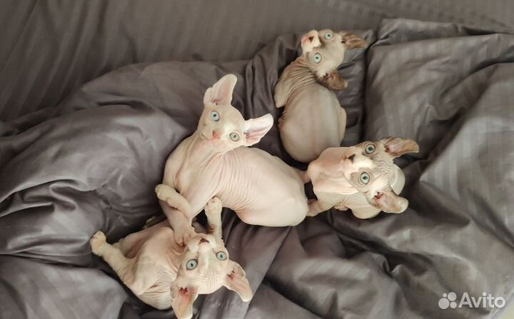 Котята эльфы
