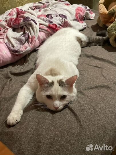 Отдам в добрые руки кота