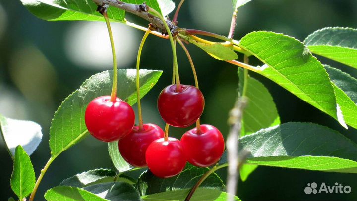 Саженцы вишни