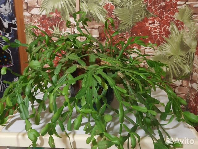 Цветок декабриста