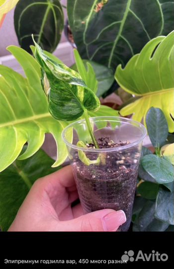 Сциндапсусы, эпипремнумы, монстеры