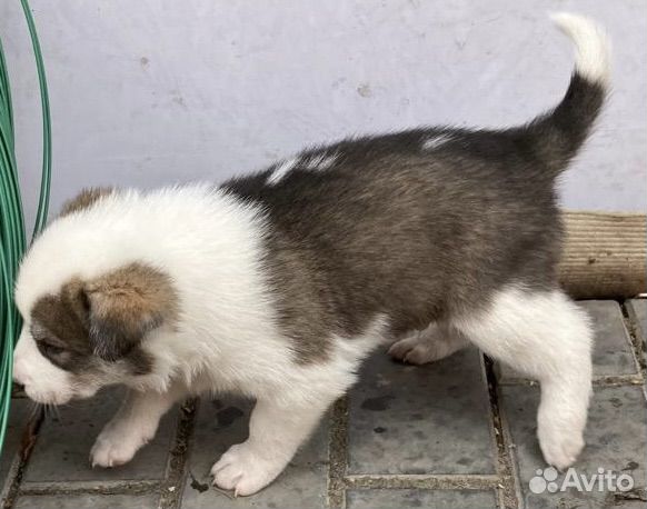 Собаки (кобели, мальчики) в добрые руки