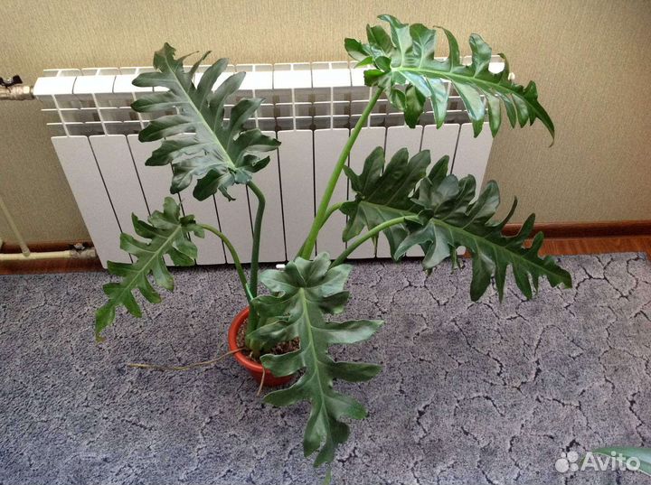 Филодендроны