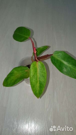 Сансевиерия лауренти