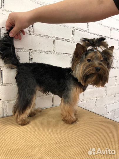 Груминг Тримминг Стрижка