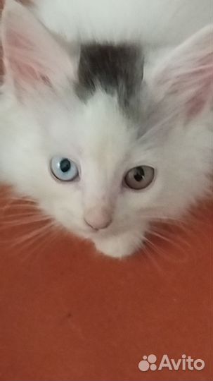 Котята породы 
