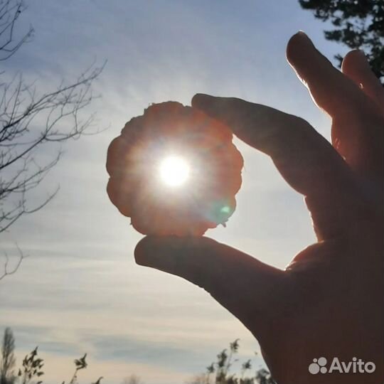 Туры буднего дня