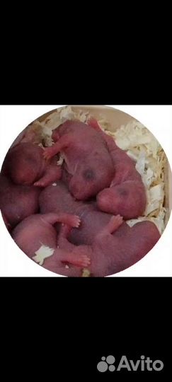 Продаю крыс