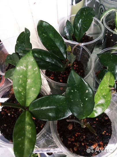 Хойя Карноза, Альтернантера, Алоказия Зебрина и др