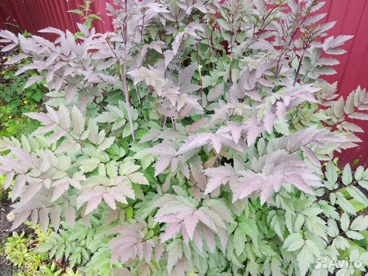 Многолетники, почвопокровные и комнатные растения