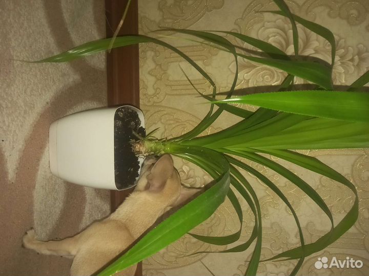 Хлорофитум пальма растения домашние