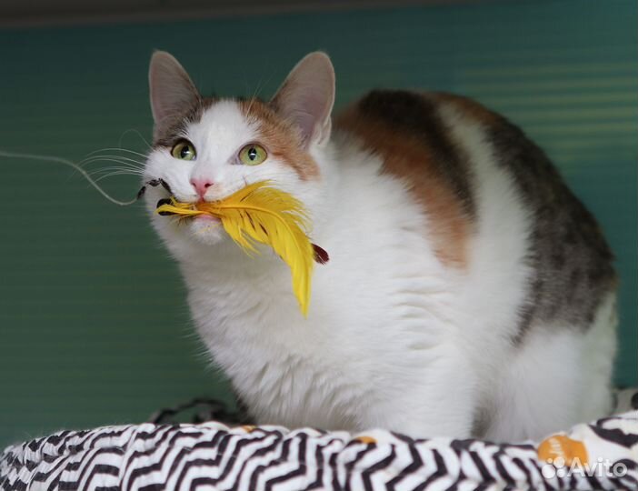 Молодая кошечка Лиза