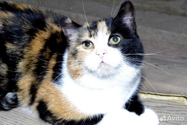 Кошечка Муся в добрые руки