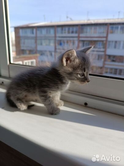 Котенок мальчик в дар