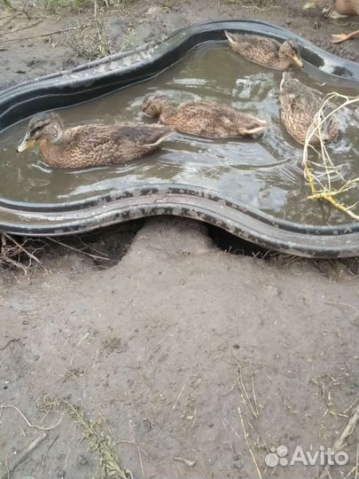 Дикие утята