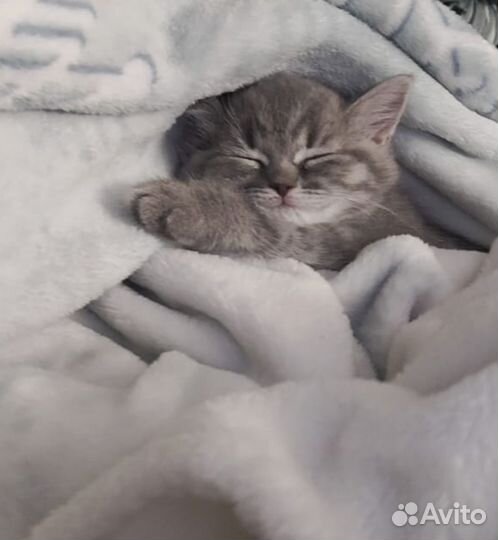 Шотландская