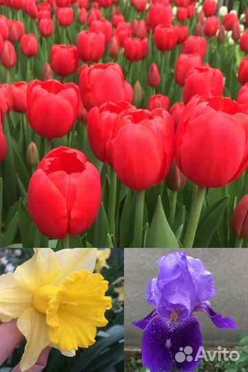 Ирисы, тюльпаны, нарциссы