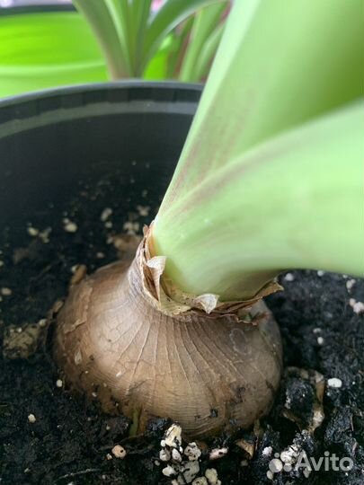 Гиппеаструм