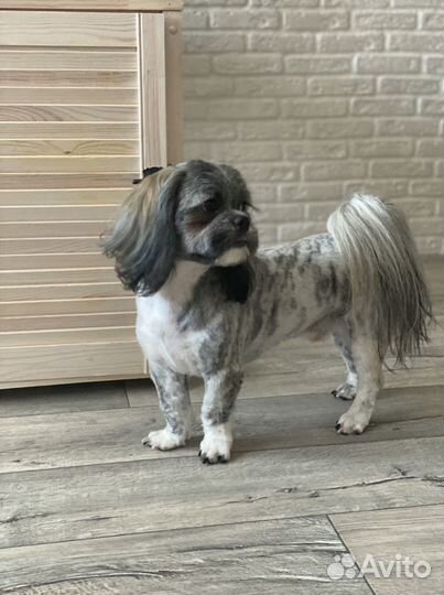 Стрижка собак стрижка кошек Груминг