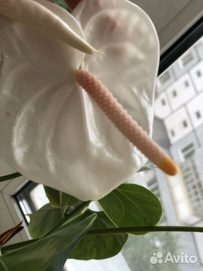 Антуриум акрополис, коллекционный сорт