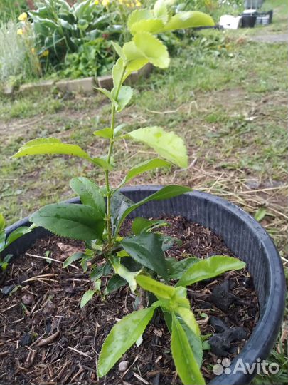 Айва японская, редкость, белая махровая